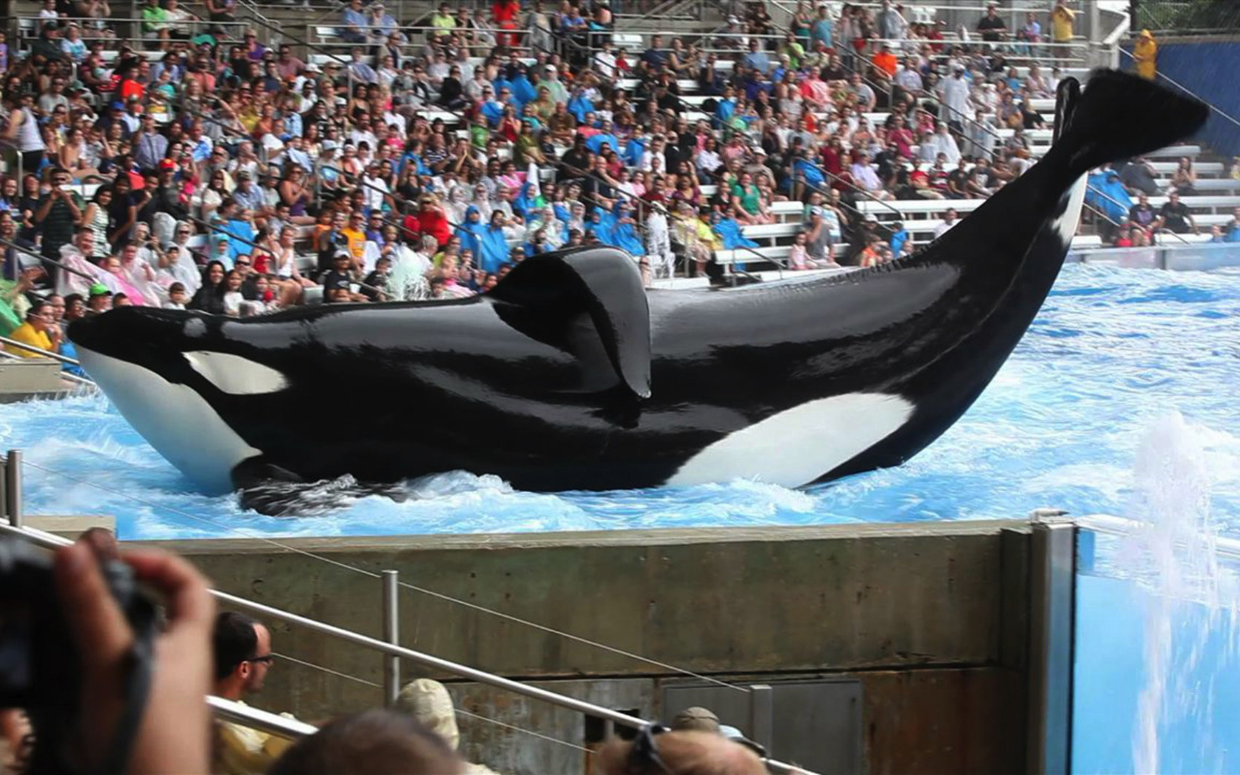 Blackfish